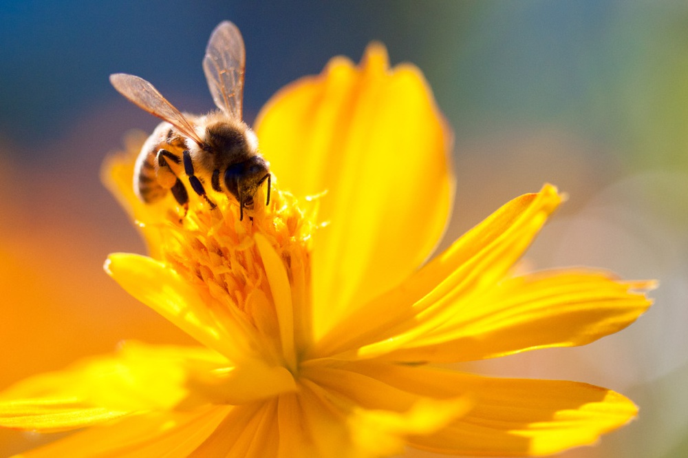 Đặc quyền được chết của ong đực: Bài học thấm thía cho con người từ thế giới khắc nghiệt của loài ong - Ảnh 2.