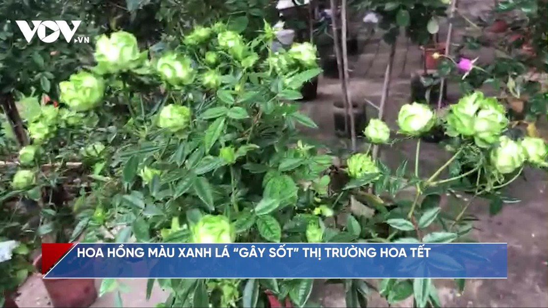 Hoa hồng màu xanh lá “gây sốt” thị trường hoa Tết