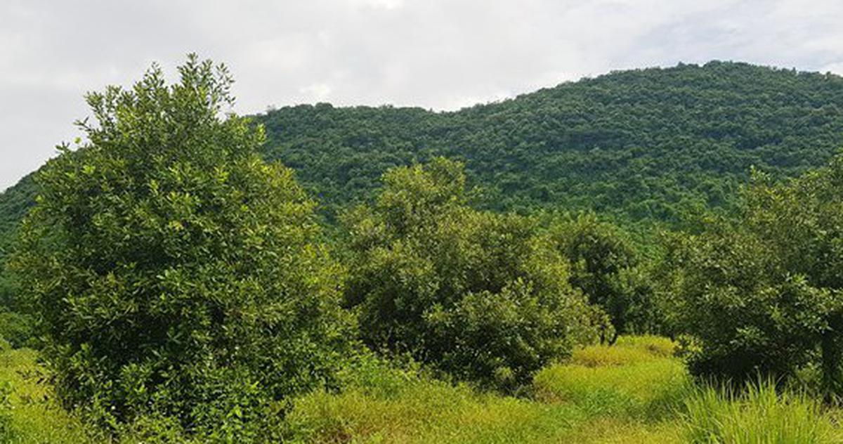 soha.vn