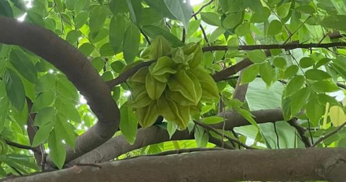 Có nên trồng cây khế trước nhà?