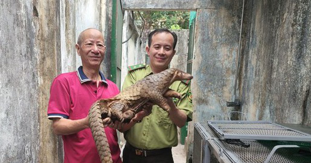 Nghe tiếng động lạ trên mái tôn, phát hiện tê tê Java quý hiếm