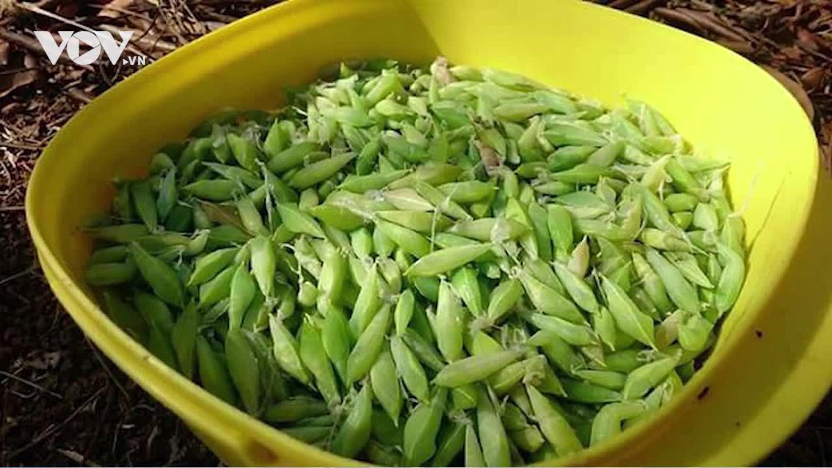 Đặc sản “tôm rừng” Tây Nguyên khiến nhiều người “rợn tóc gáy”