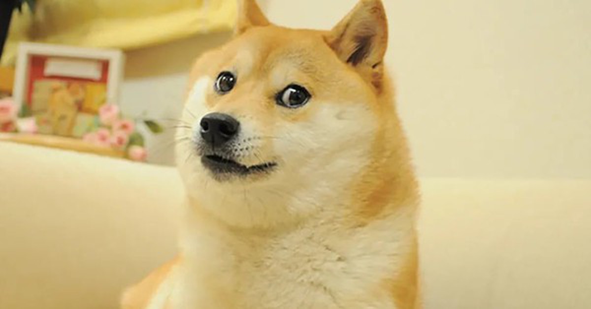 Chú chó meme Doge qua đời ở tuổi 18