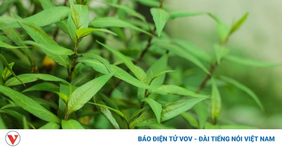 Ngỡ ngàng với loại rau thơm quen mặt ở Việt Nam hóa ra lại là vị thuốc quý