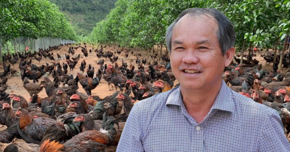 Đàn gà ăn chuối của bầu Đức giờ ra sao?