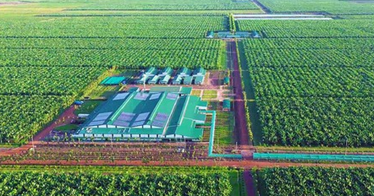 Việt Nam có một tỷ phú sang Lào, Campuchia trồng chuối quy mô lớn: Ký hợp đồng 10 năm với "ông lớn" nông nghiệp Mỹ, phạt 1 USD/thùng nếu không đủ 90% cam kết