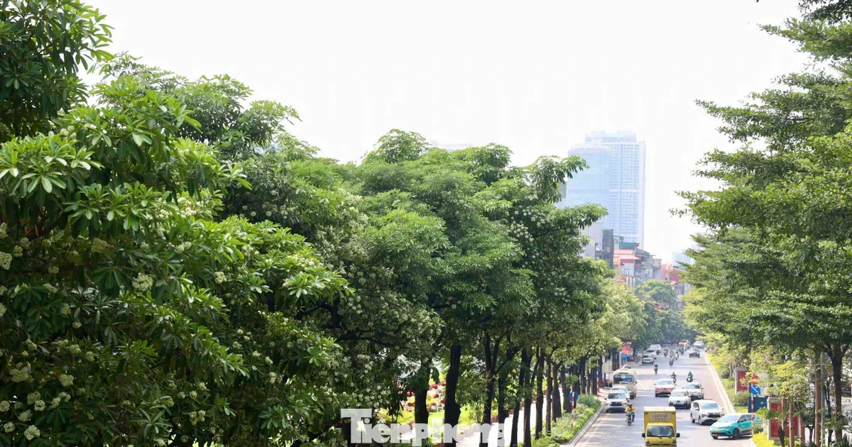 Diện mạo đường phố Hà Nội sau đợt cắt tỉa hoa sữa
