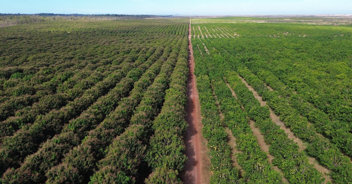 Việt Nam có một tỷ phú sang Lào, Campuchia trồng 5.400 ha xoài: xuất khẩu đi Trung Quốc, sản lượng dự kiến 100.000 tấn/năm