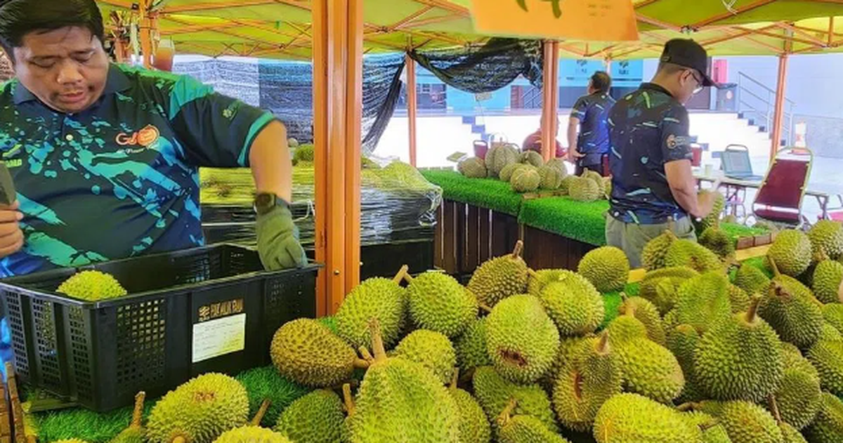 Đua với sầu riêng Việt Nam, Thái Lan, một đối thủ tính mở tuyến đường đặc biệt đi qua 4 nước, đưa sầu riêng tươi sang thị trường tỷ dân Trung Quốc