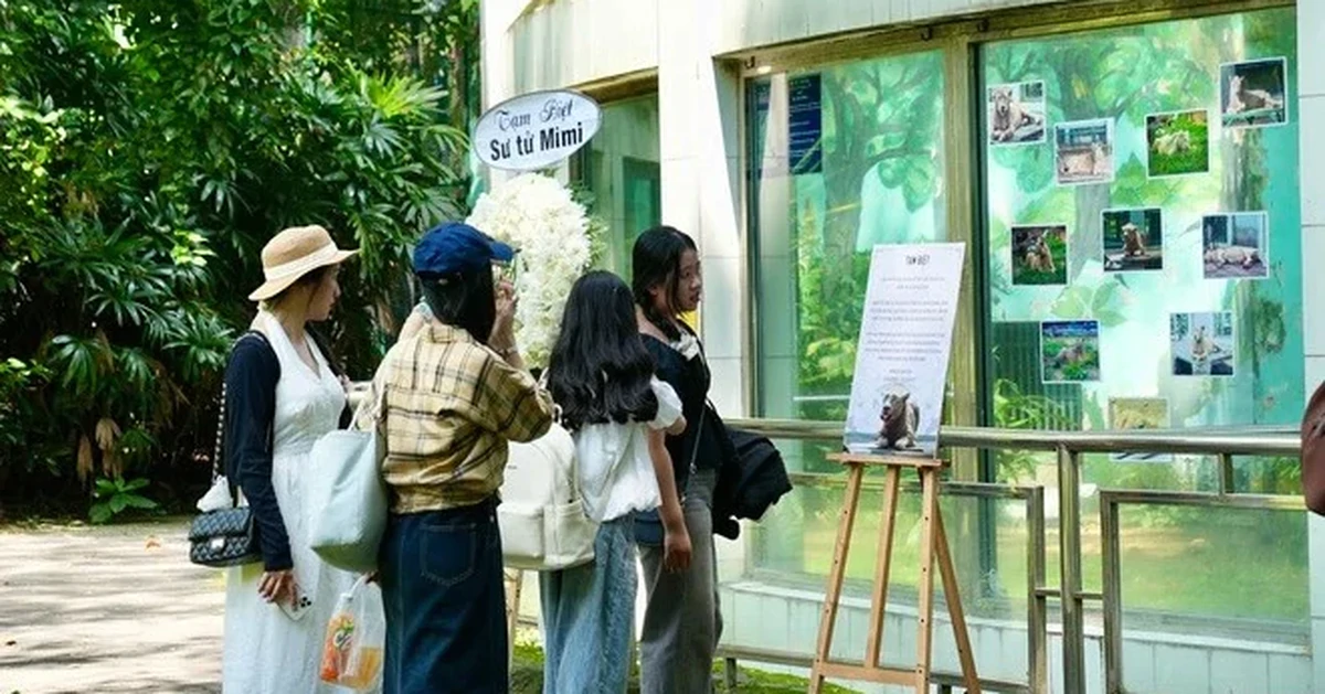 Ngậm ngùi chia tay sư tử trắng vừa qua đời ở Thảo Cầm Viên