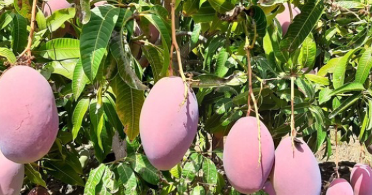 Không phải sầu riêng, Thái Lan lo mất trắng một loại trái cây do lũ lụt: Cây mới cần 4-5 năm mới cho quả, Việt Nam đang sở hữu hơn 100.000 ha