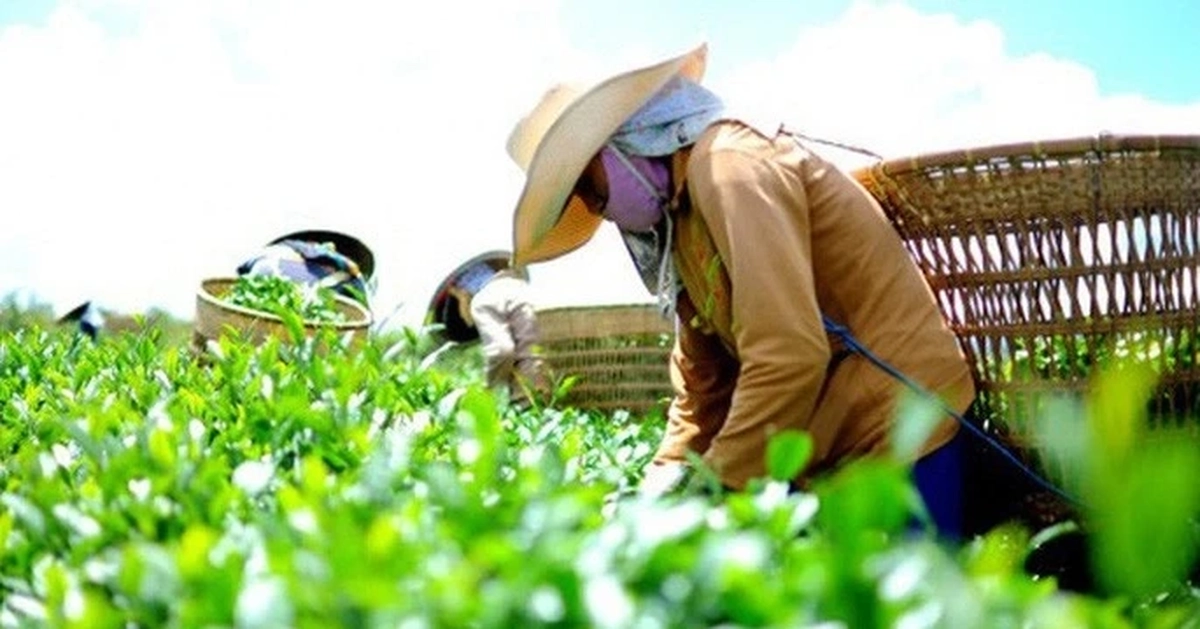 Xuất khẩu nông sản Việt "ngấm đòn" chiến sự Trung Đông