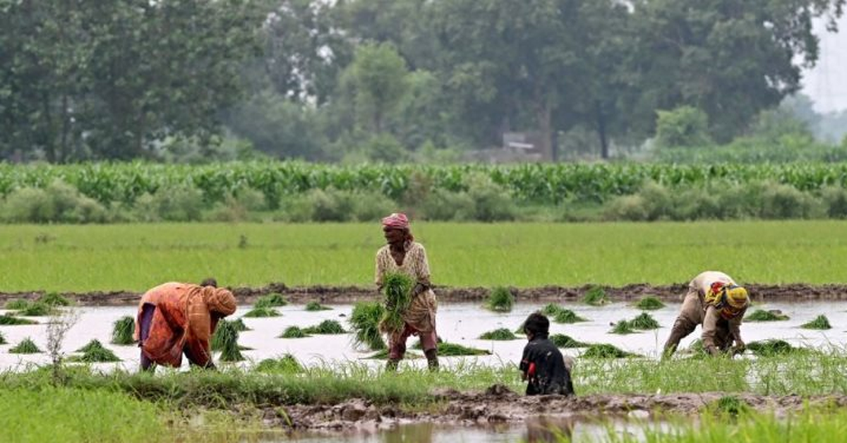 Quốc gia mua nhiều gạo Việt Nam nhất có động thái ‘lạ’