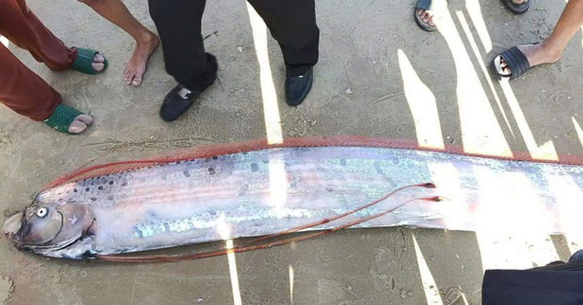 Cá Mái chèo dài gần 4 m dạt vào bờ biển ở Lâm Đồng, người hiếu kỳ vây quanh