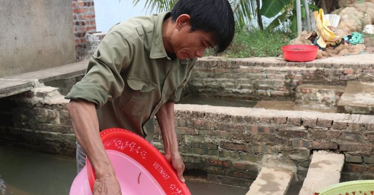 Nông dân Hải Phòng thu 25 tỷ/năm nhờ nuôi loài vật bò "nhung nhúc" dày đặc, kéo cả du khách đến vớt