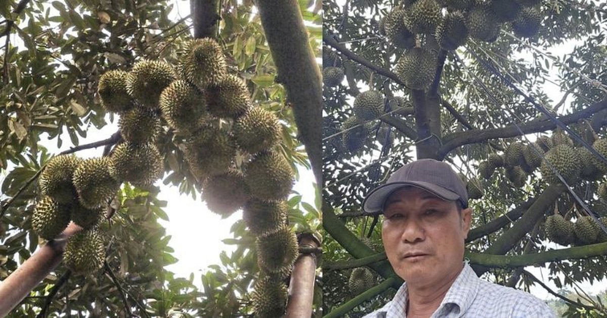 Người nông dân Đắk Lắk thu 15 tỷ/năm nhờ thứ quả "ngửi thì nồng, ăn thì nghiện": Làm nông nghiệp tử tế, người Việt không thể nghèo