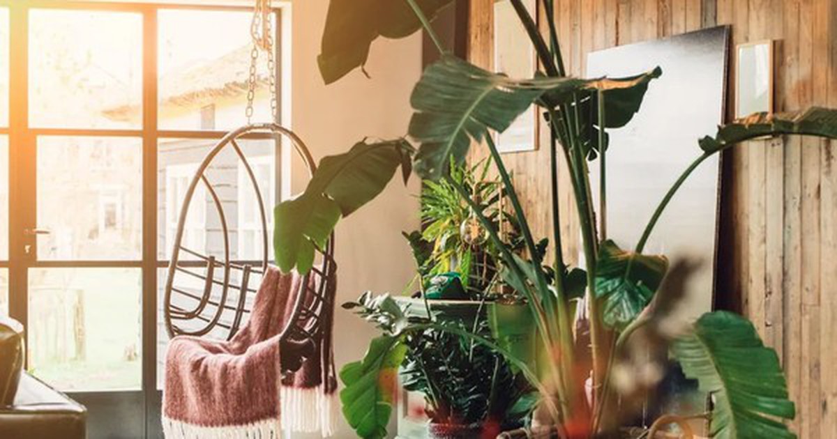 Tại sao không nên mua 5 loại cây cảnh này?