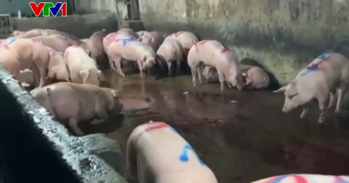 Vụ gần 300 tấn thịt lợn bệnh vào trường học: Lỗ hổng trong giám sát, kiểm dịch