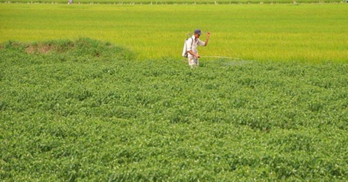 Không phải sầu riêng, loại quả cho không đầy chợ Việt được Lào, Trung Quốc đua nhau mua - nay bỗng rớt giá hơn chục lần