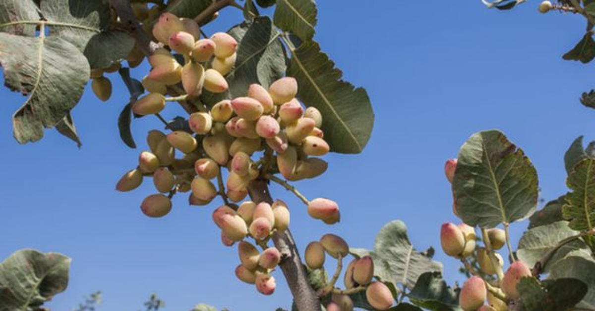 Đắt hơn sầu riêng, Việt Nam thu hàng trăm triệu USD từ loại quả không tự trồng được, giá lập đỉnh 8 năm vì xung đột Iran