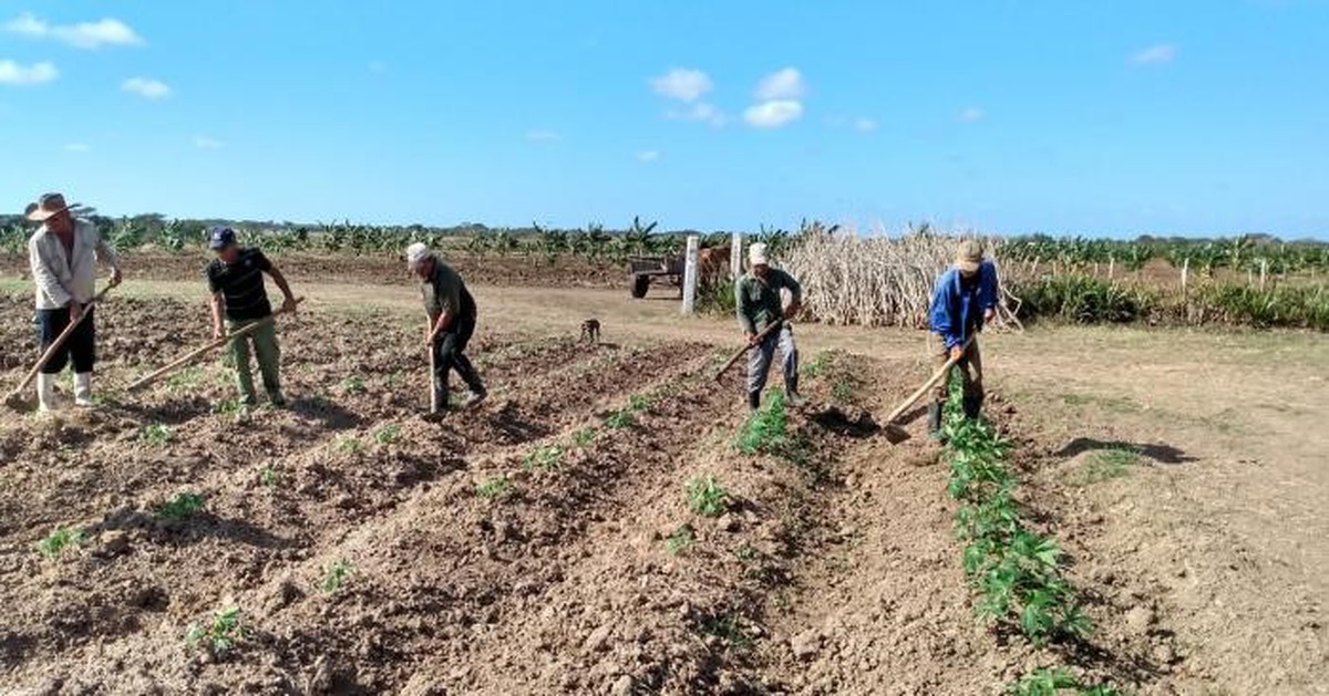 Thiếu từ xăng đến phân bón, Cuba "tạo kỳ tích" để có được những cánh đồng xanh mướt