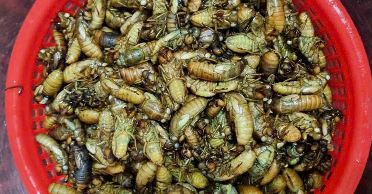 Dân vùng cao TP Huế đêm khuya vào rừng săn "lộc trời" thu bạc triệu mỗi ngày