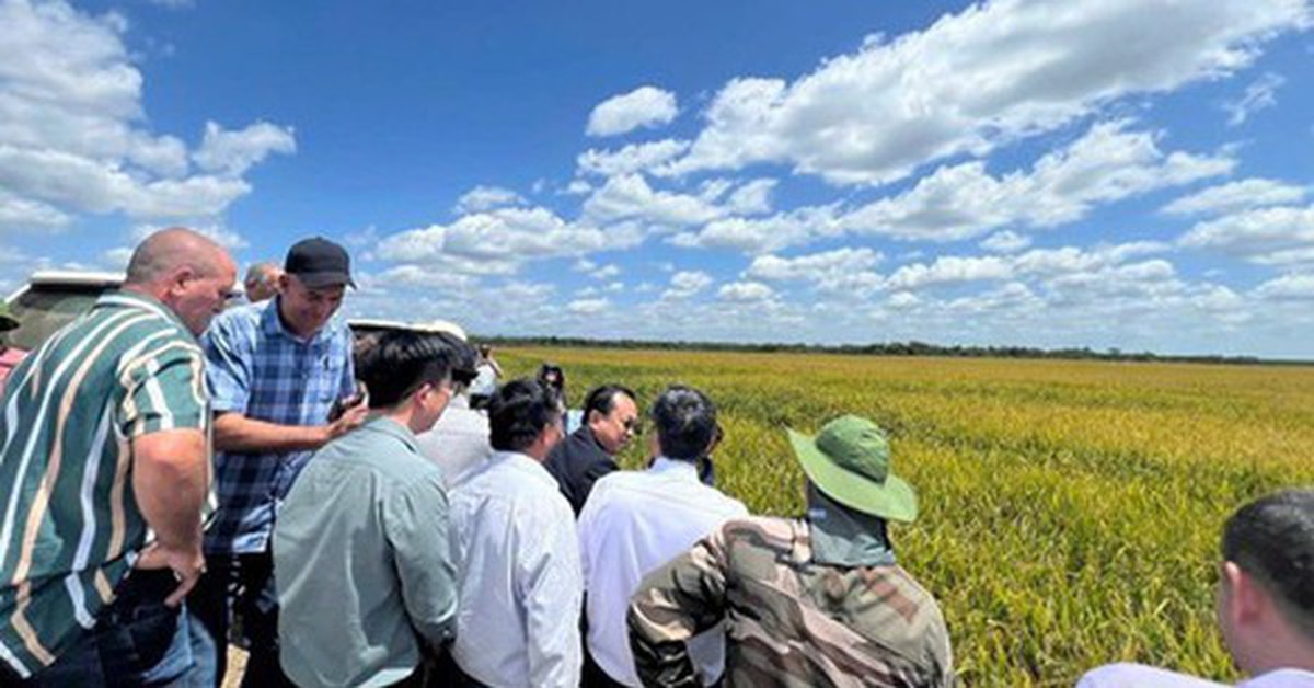 Giống lúa Việt Nam "gây bão" tại Cuba, Phó Chủ tịch nước Cuba đích thân xuống thị sát