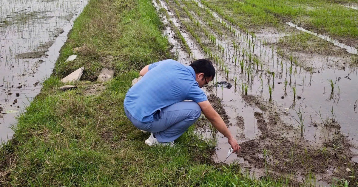 Nghiên cứu của các nhà khoa học Việt Nam: Có thể thay đổi nền nông nghiệp ven biển