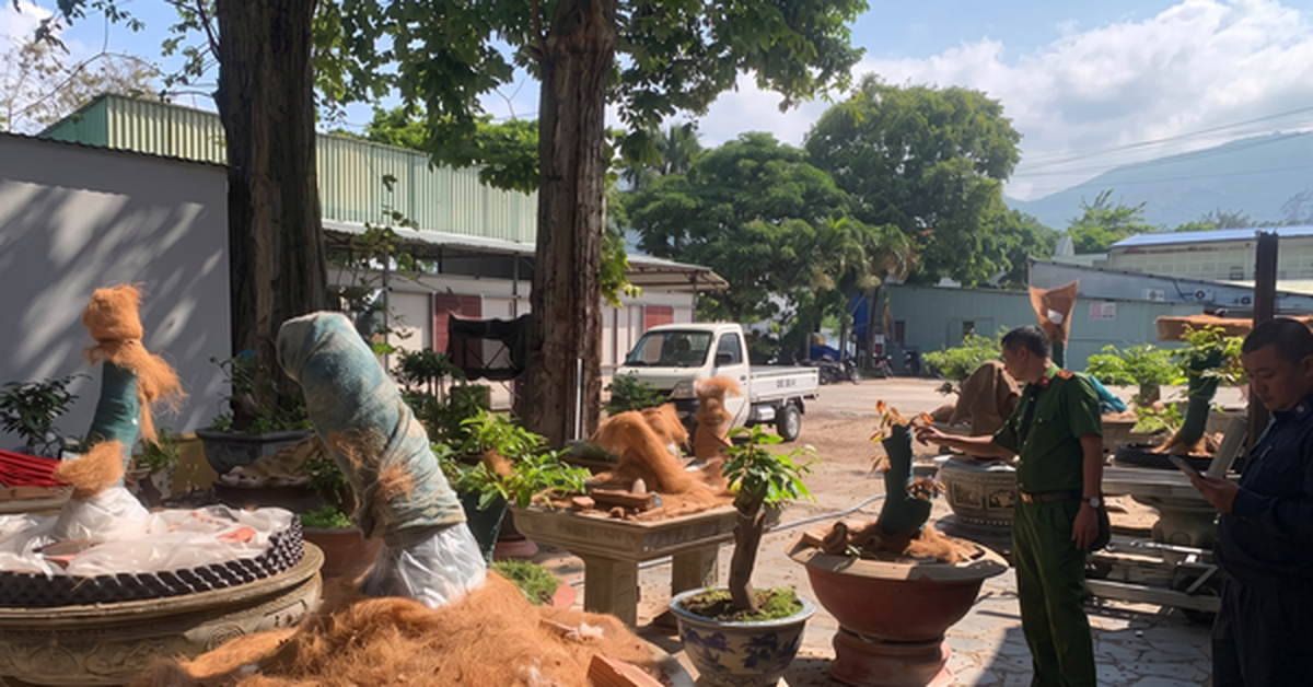 Vụ trả lại 21 cây mai ở Côn Đảo: Luật sư nhận định gì?