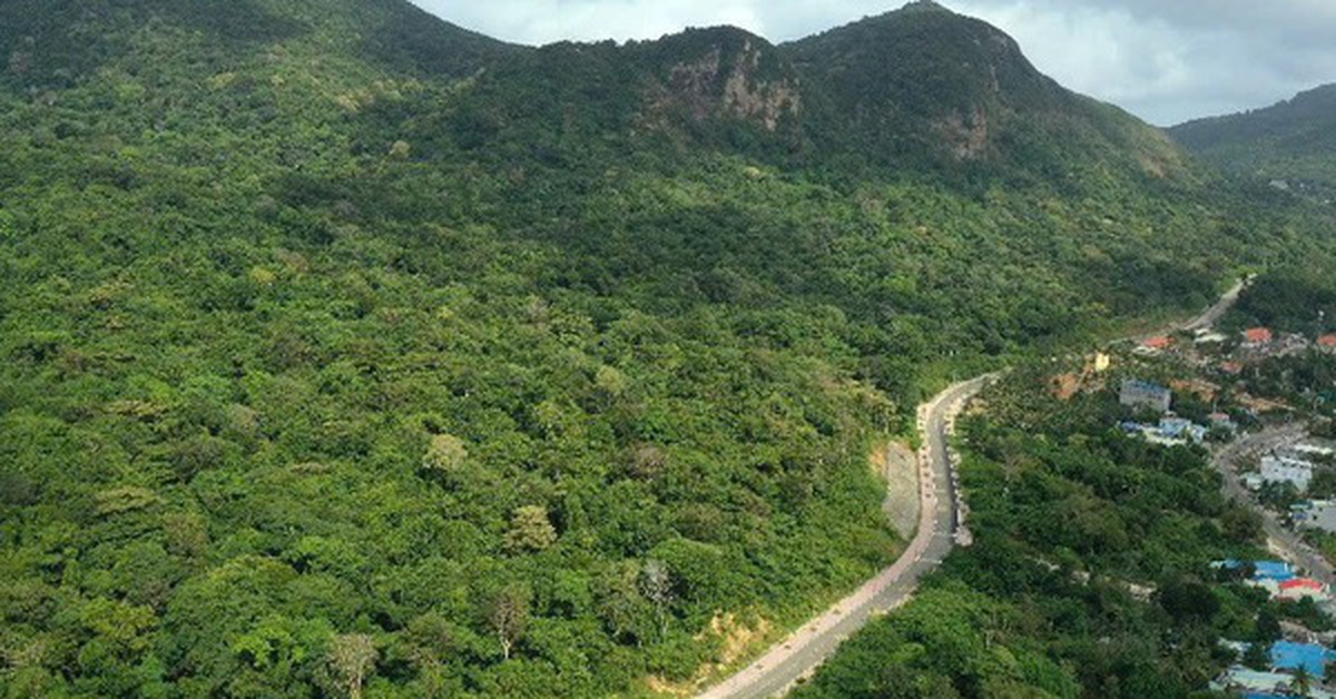 Vụ 42 cây mai vàng: Chỉ đạo mới nhất từ Vườn quốc gia Côn Đảo