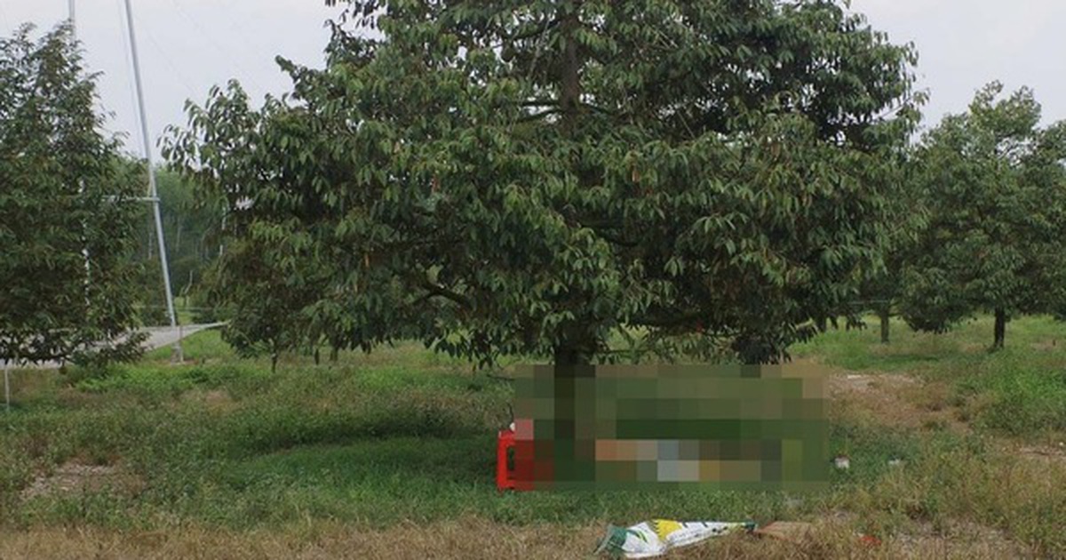 Điều tra vụ người đàn ông tử vong cạnh khẩu súng trong vườn sầu riêng