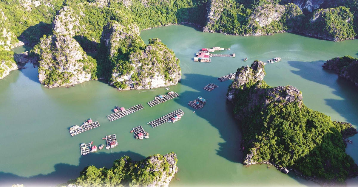 Chính phủ phê duyệt nhiệm vụ lập Quy hoạch bảo tồn, phát huy tiềm năng vịnh Hạ Long