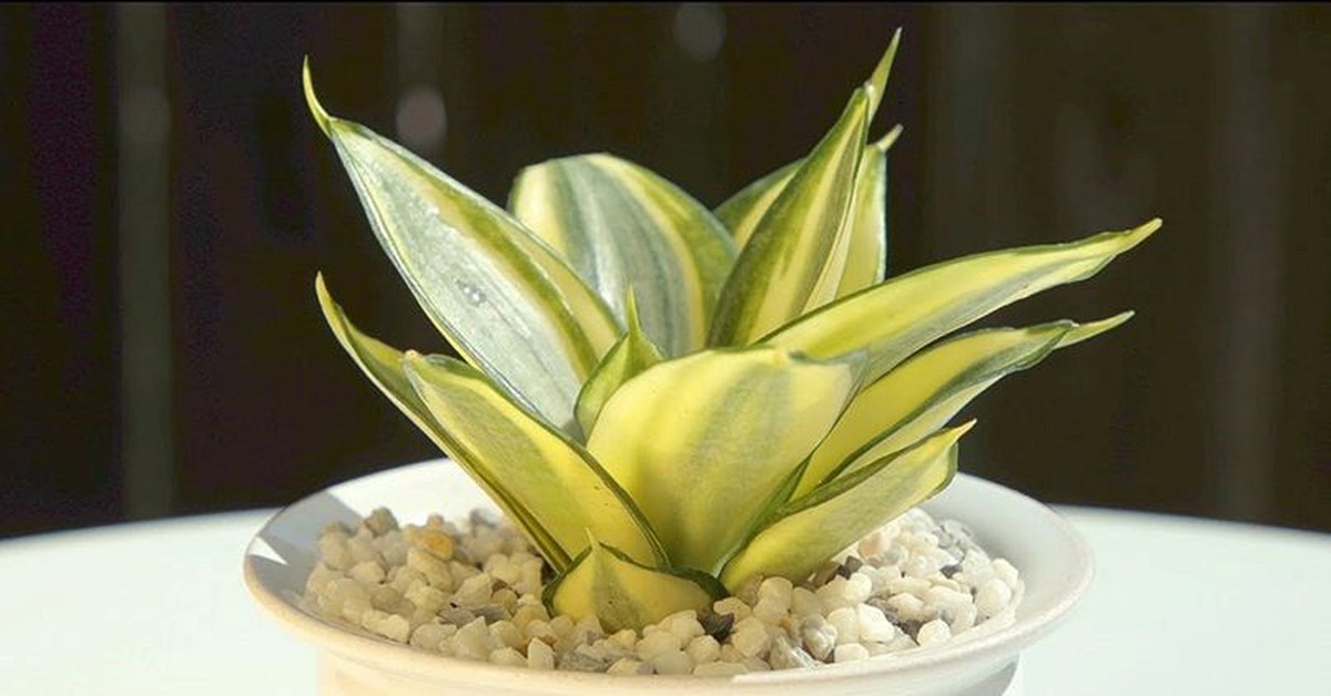 5 kiểu người hợp trồng cây lưỡi hổ nhất
