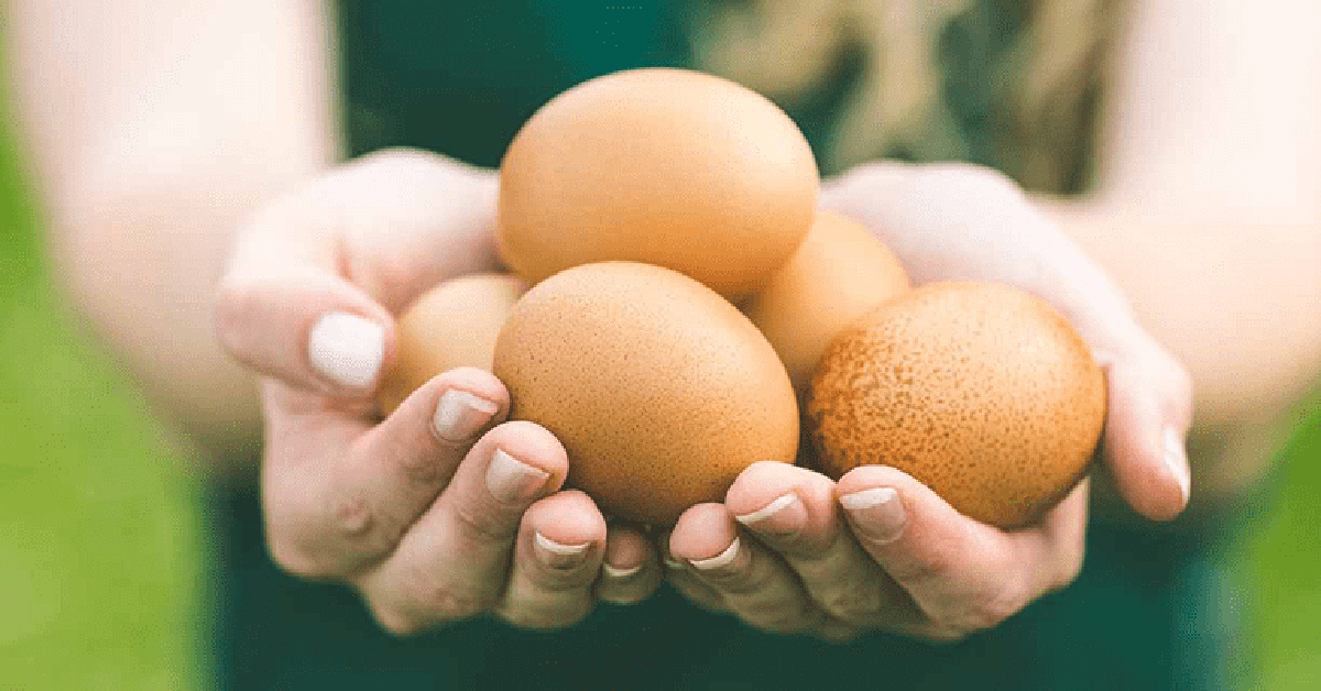 Ăn trứng mỗi ngày có làm tăng mỡ máu? Bác sĩ nói rõ sự thật nhiều người hiểu sai