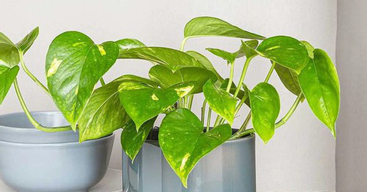 Tại sao đặt trầu bà sai vị trí lại cản tài lộc, hại sức khỏe?