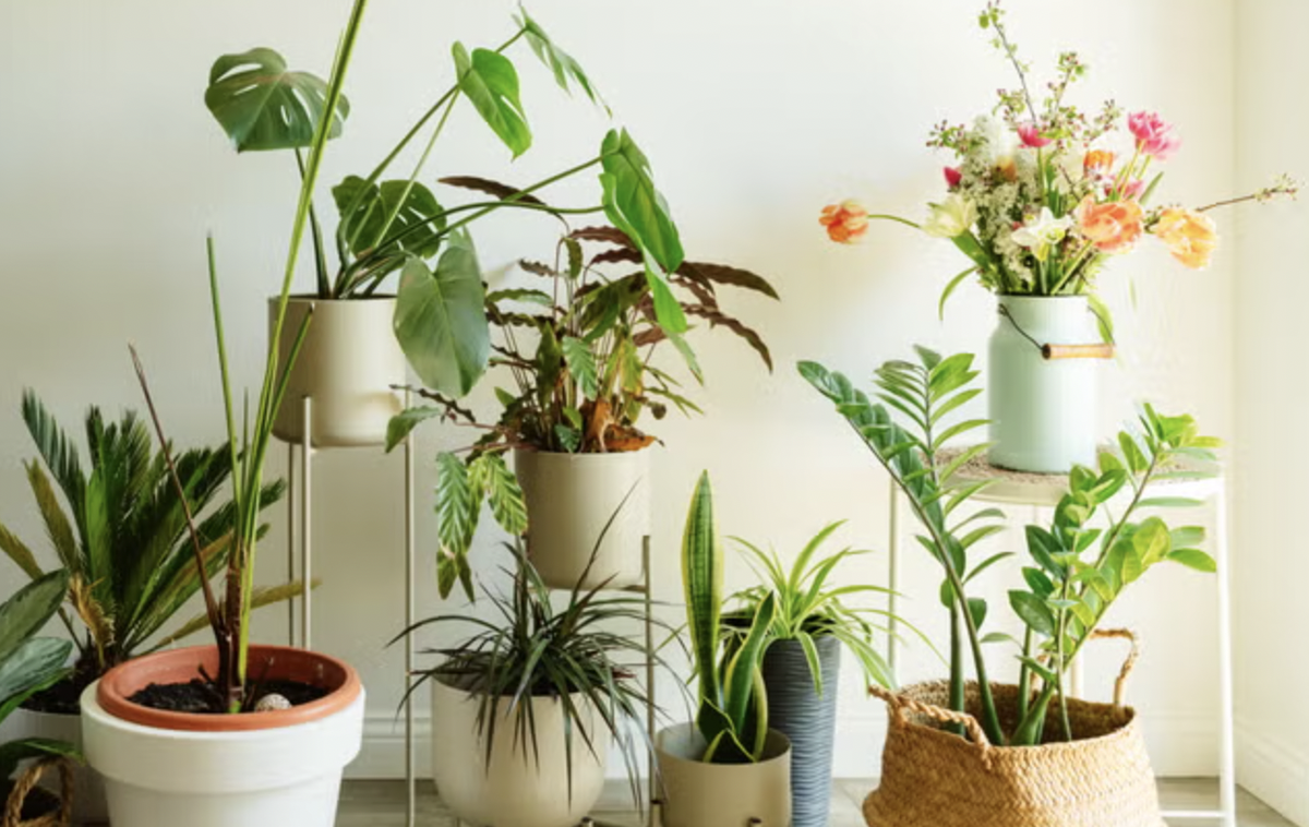 3 loại cây cảnh giúp gia chủ trên 50 tuổi khỏe mạnh
