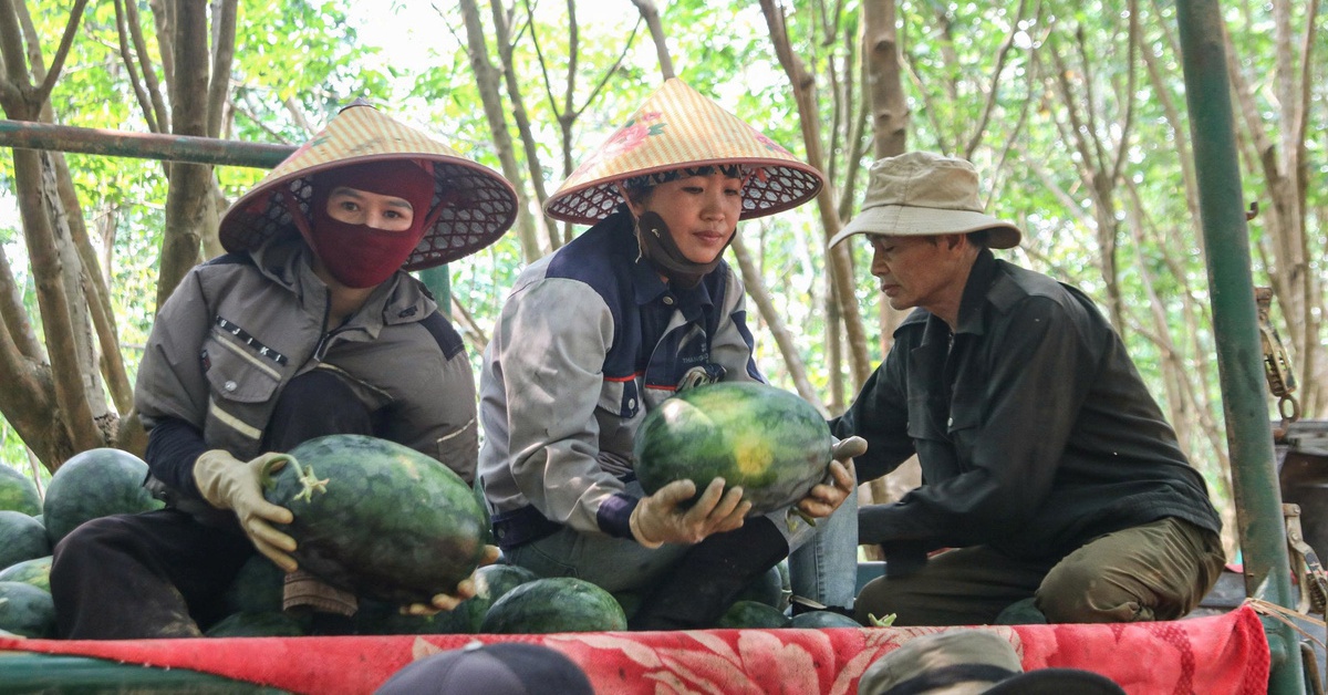 Giá dưới 3.000 đồng/kg, nông dân vựa dưa hấu lớn nhất Quảng Trị lỗ triền miên