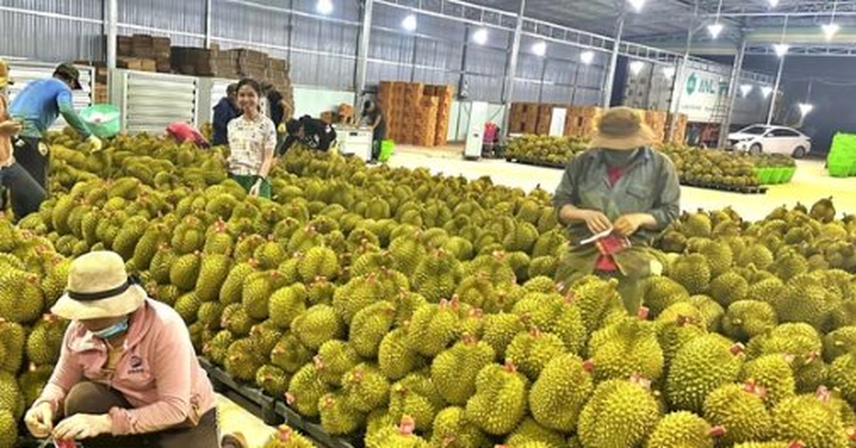 Một đối thủ sầu riêng của Việt Nam bất ngờ gặp khó: Giá giảm chỉ còn 1/3, lãnh đạo thừa nhận "chúng tôi không ngờ lại ảnh hưởng mạnh đến vậy"