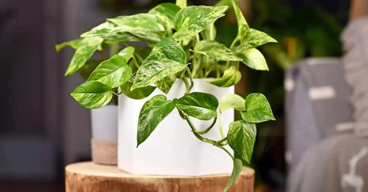 Lời khuyên chân thành đến những gia đình đang trồng cây trầu bà