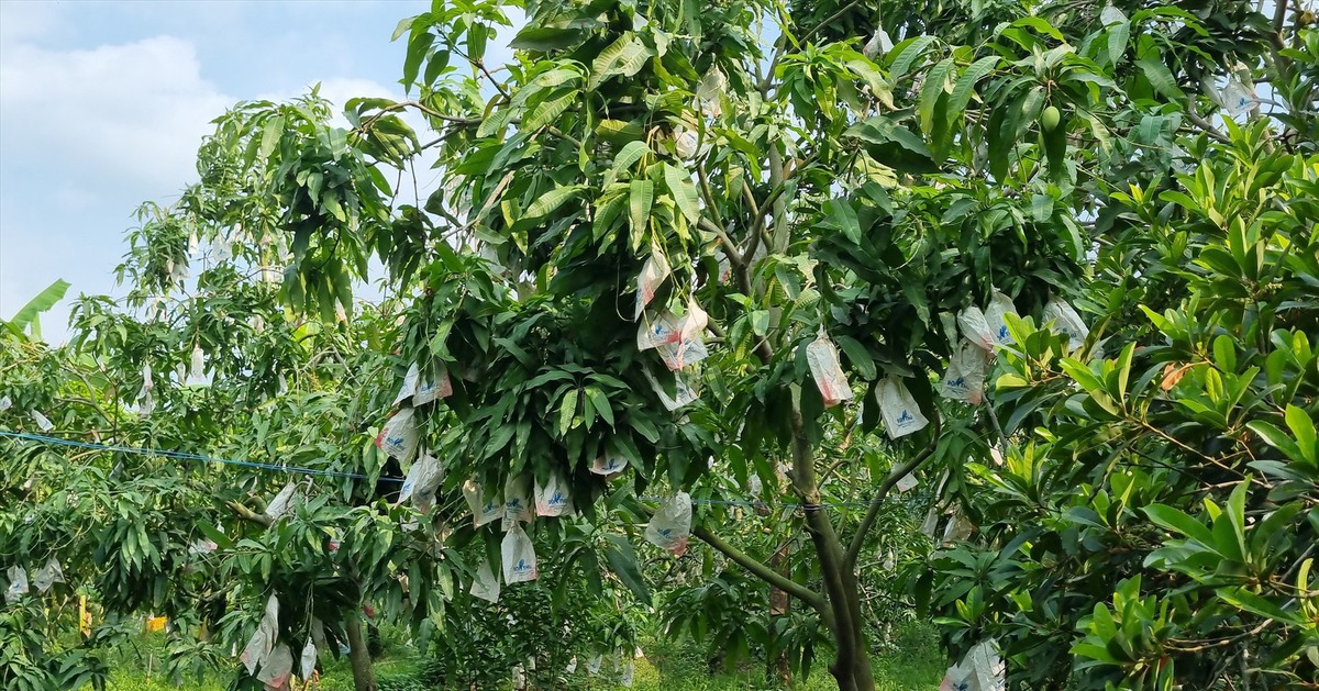 Quả vả giúp ngừa tiểu đường, ung thư: Lợi ích bất ngờ