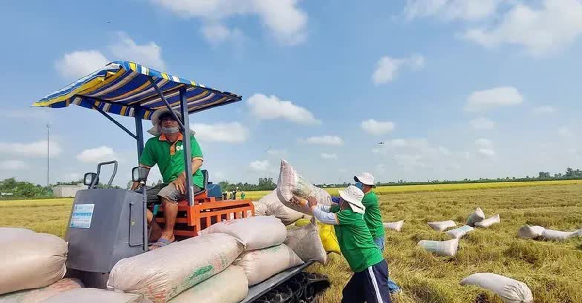 Giá lúa gạo tăng mạnh