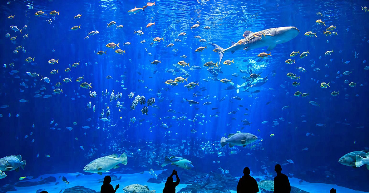 Việt Nam sắp có công viên thủy cung lớn nhất thế giới: Rộng hơn sân Mỹ Đình, sức chứa lên đến 450 triệu lít nước