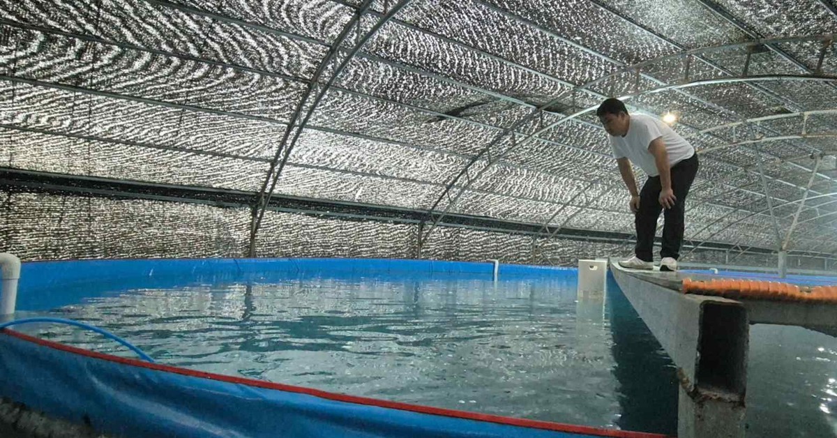 Nuôi cá thu ngay trên đất liền: "Siêu công nghệ" từ ông lớn chăn nuôi Việt Nam và liên minh Nhật - Hàn