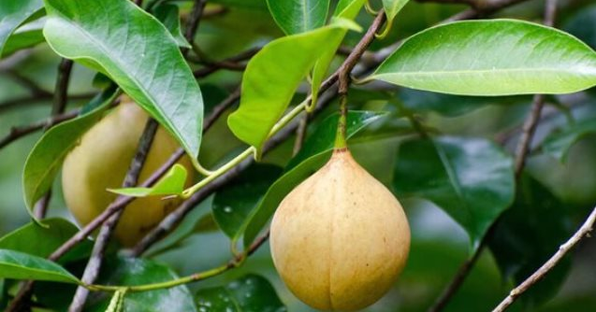 Đắt hơn sầu riêng, loại quả quý hiếm của Việt Nam vừa đón tin vui đầu năm: Xuất khẩu tăng mạnh 52%, trồng ít nhất 3 năm mới được thu hoạch