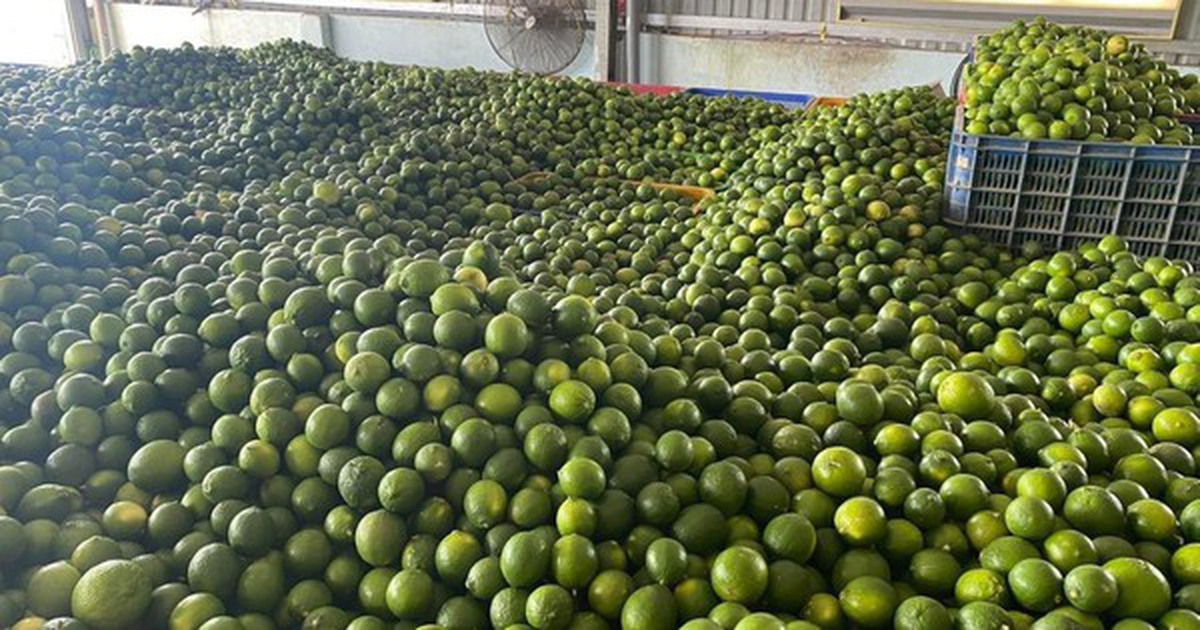 Khách Hàn "sốc" với một loại quả bán đầy chợ Việt chỉ vì: "Ở Hàn là 200.000 đồng 1 cân"