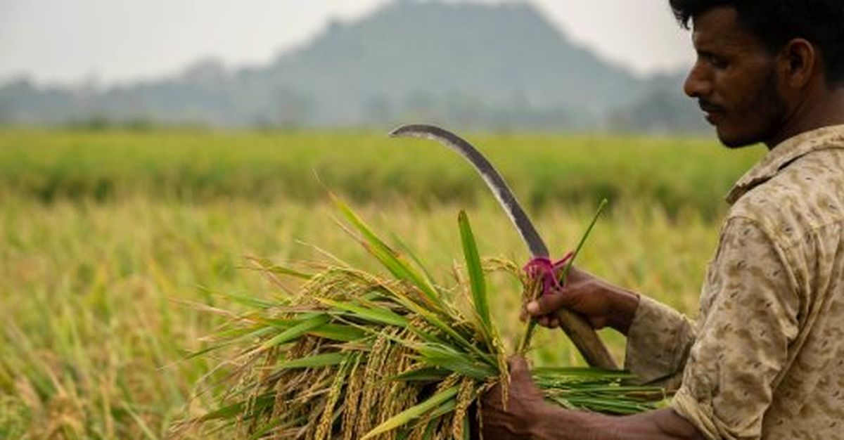 Không phải Thái Lan, đây mới là ‘vựa lúa’ đang liên tiếp đón tin buồn: Phụ phí lên đến 6.000 USD/container, Iran là khách hàng lớn nhất