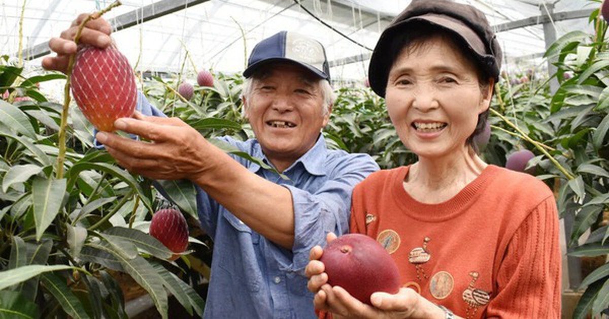 Loại quả được gọi là "trứng của mặt trời" vừa được trồng thành công tại Việt Nam - có gì đặc biệt mà giá có thể lên tới 3.000 USD/cặp?