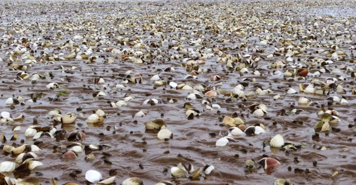Quảng Ninh cảnh báo nguy cơ ngao chết hàng loạt do bệnh truyền nhiễm đặc biệt nguy hiểm