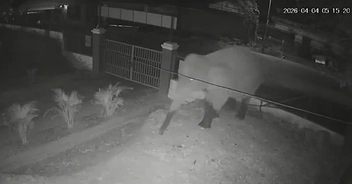 Voi rừng phá rào, xâm nhập trường học ở Sơn La