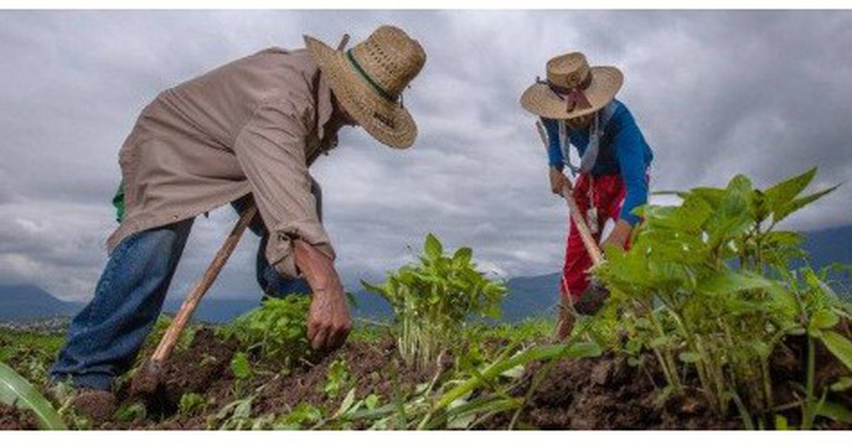 Một vùng đất ở Cuba đang "làm nông kiểu mới": Thay đổi cả cộng đồng